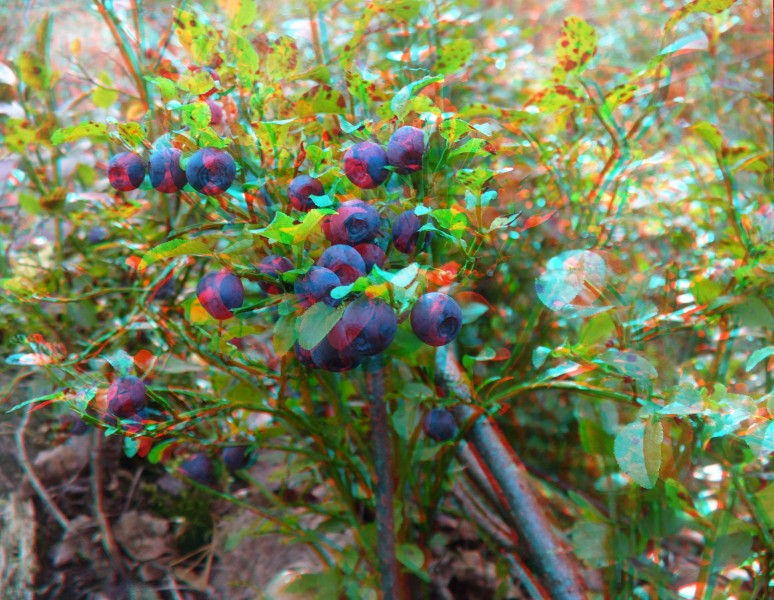 Anaglyph of bilberry - Mustikka anaglif