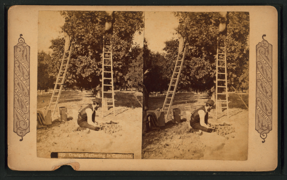 Orange gathering in California, from Robert N. Dennis collection of stereoscopic views