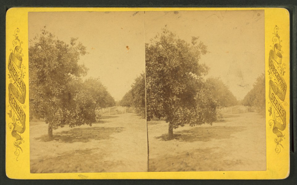 Orange Grove, Sanford, Florida, from Robert N. Dennis collection of stereoscopic views