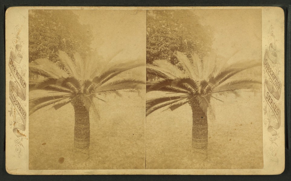 Sago palm, Fernandina, Florida, from Robert N. Dennis collection of stereoscopic views