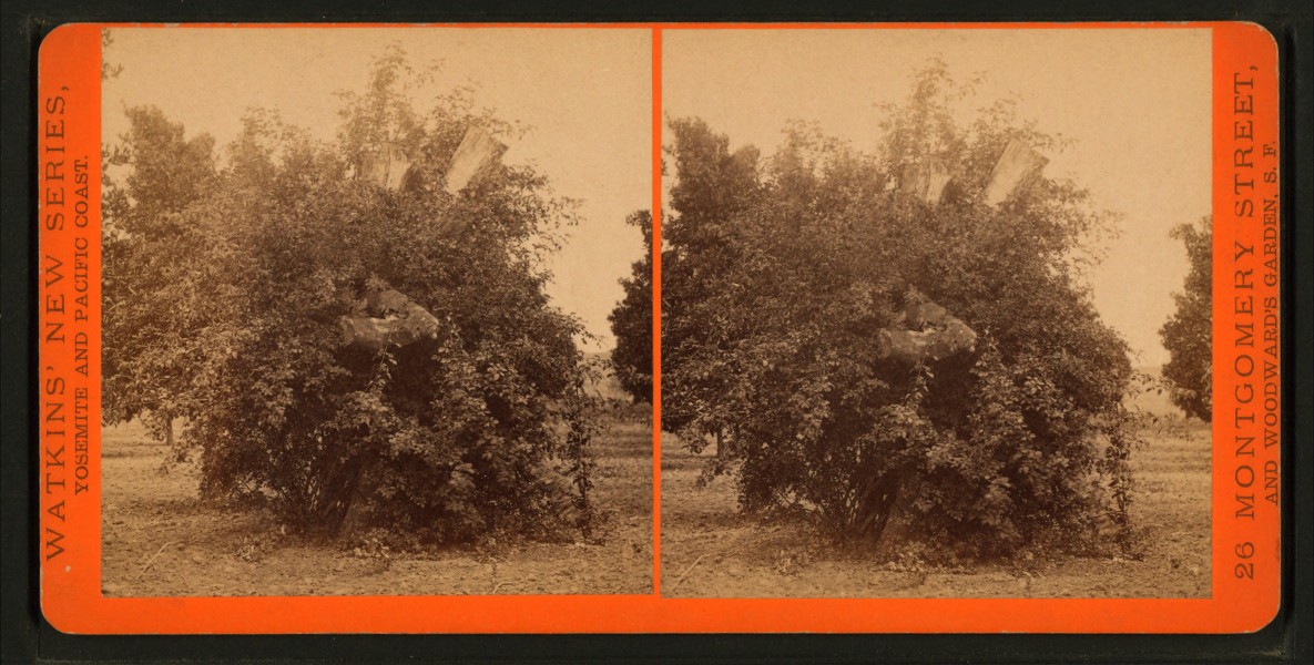 View of an orange tree, by Watkins, Carleton E., 1829-1916
