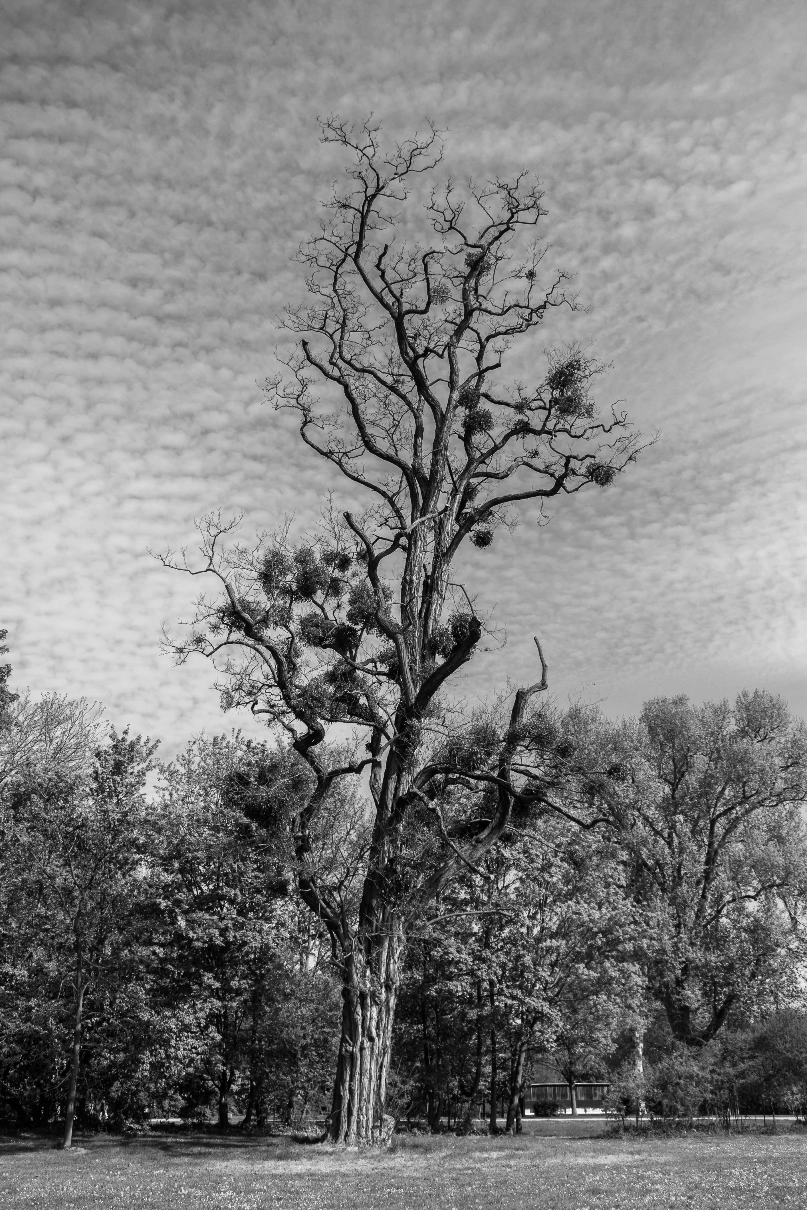 Baum mit Misteln im Schlosspark Biebrich sw