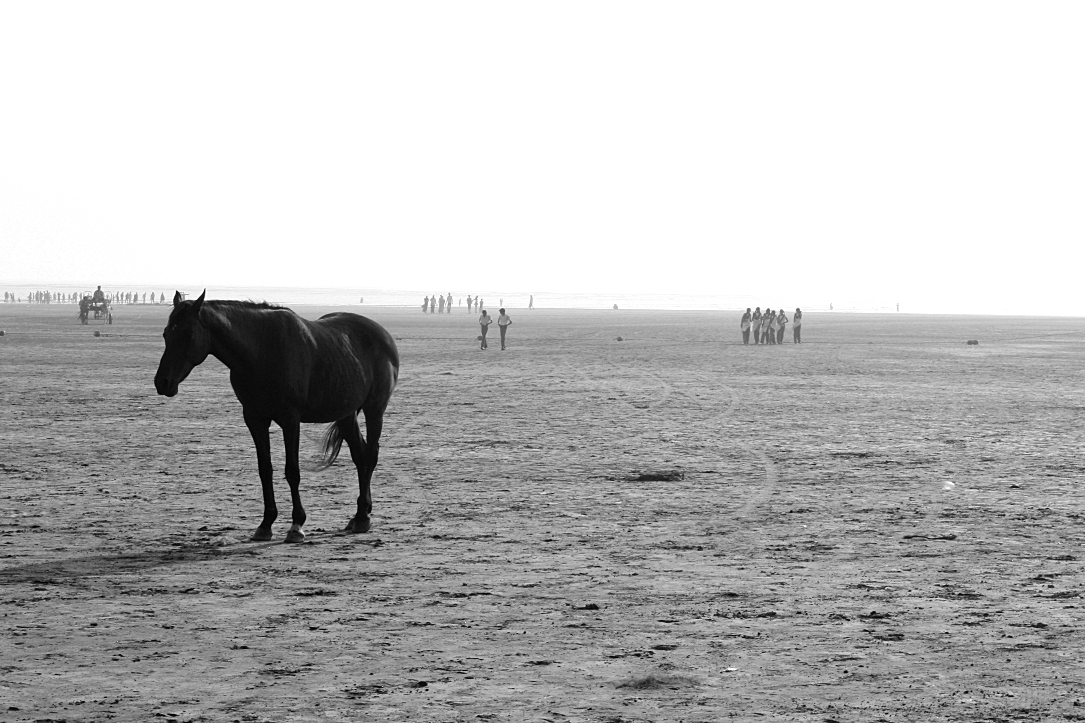 Cart horse at sea