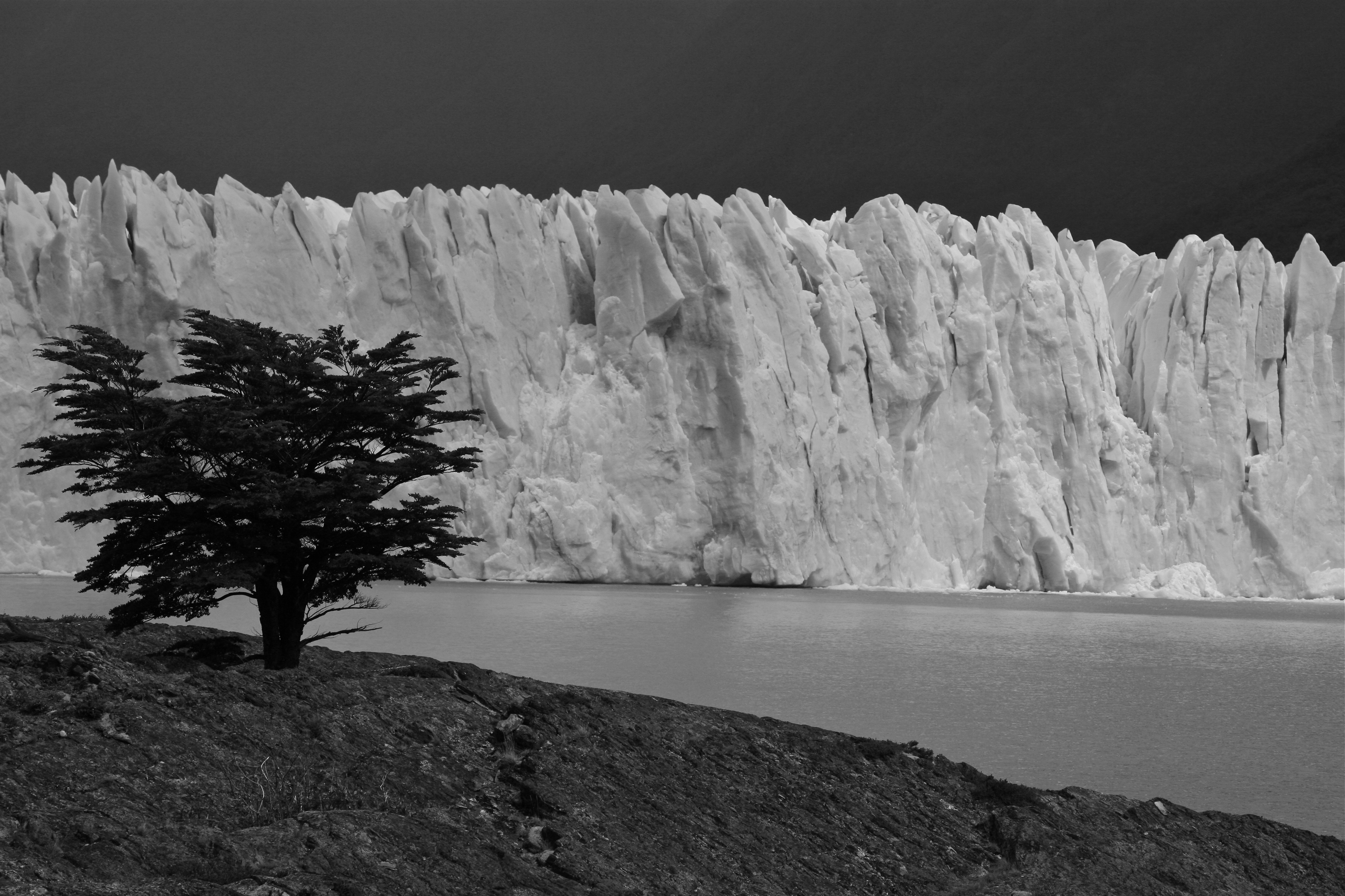 Glacier and the Tree (5451805115)