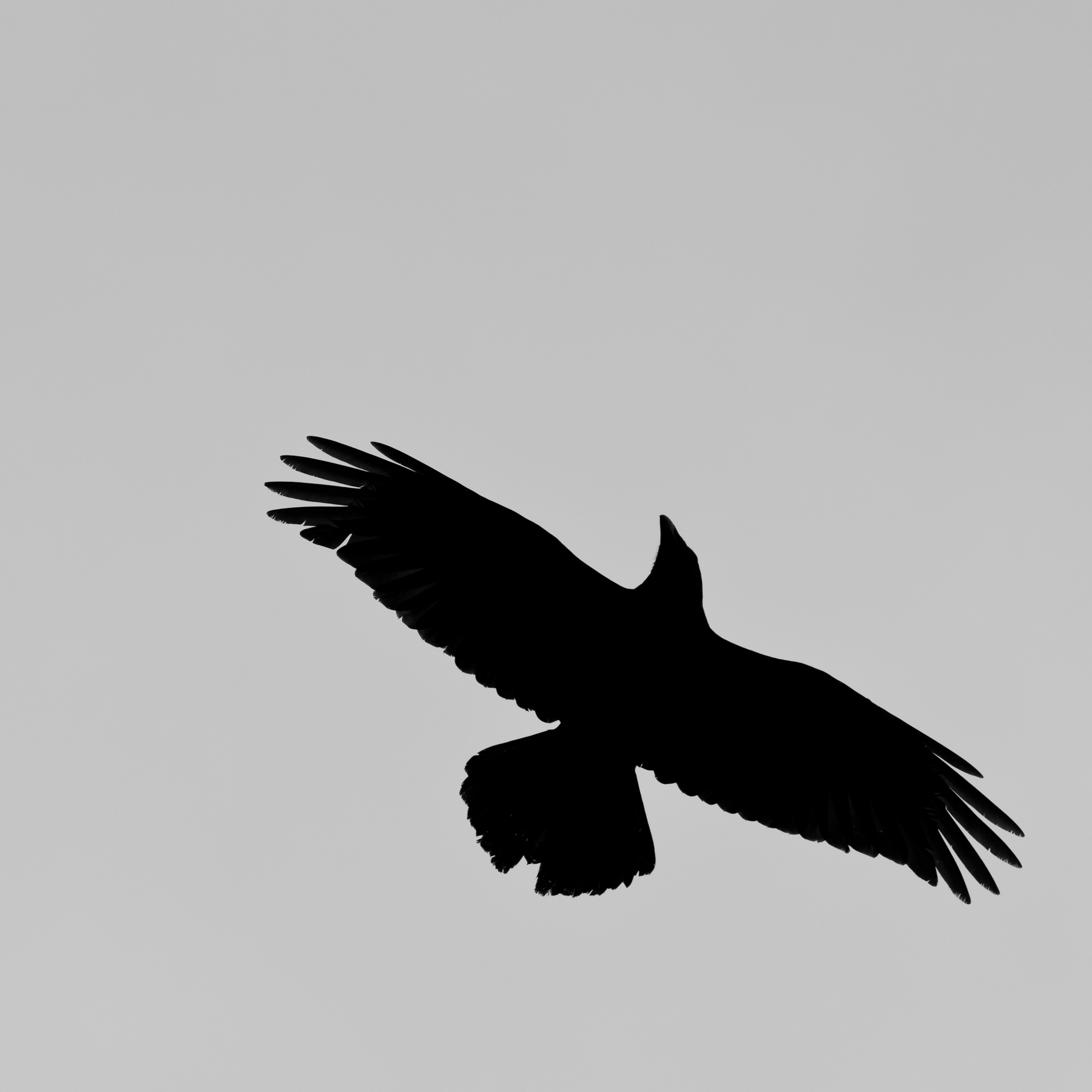 In flight (9178275334)