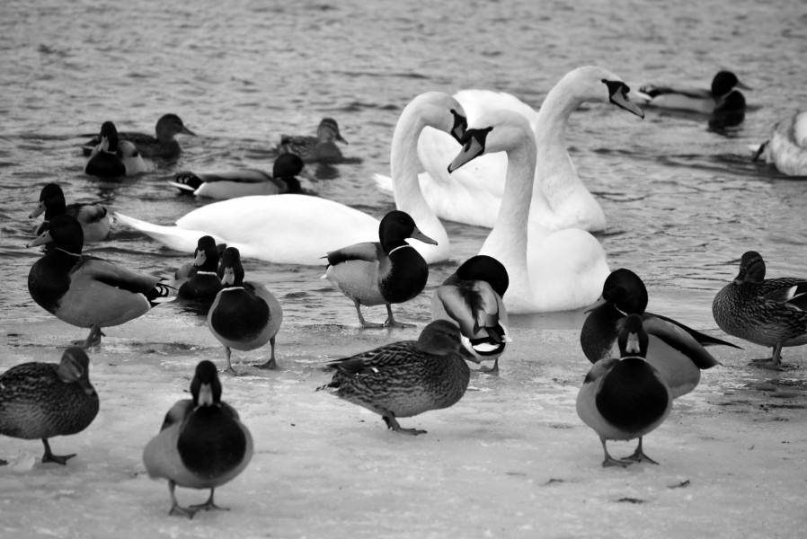 02016 02S Schwäne auf Fluss im Winter