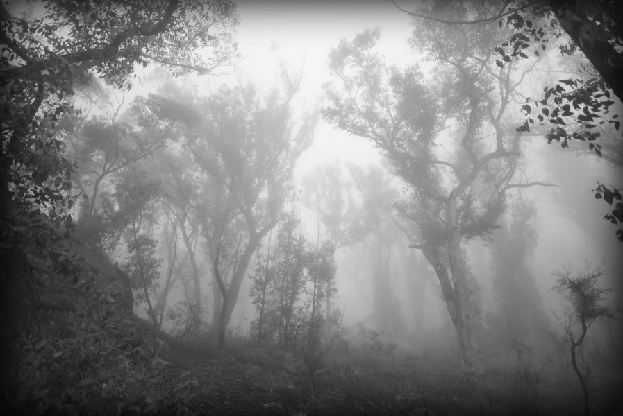 (1)Asgard Swamp 107 morning mist B&W