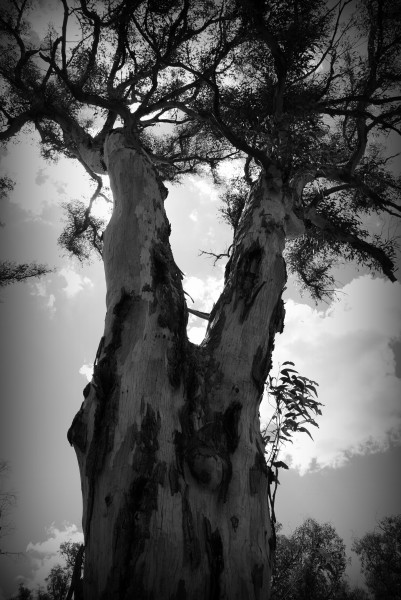 (1)Asgard Swamp scribbly gum