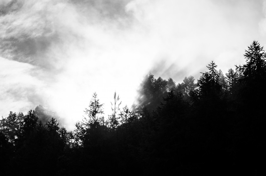 A walk in the morning (15798783340)