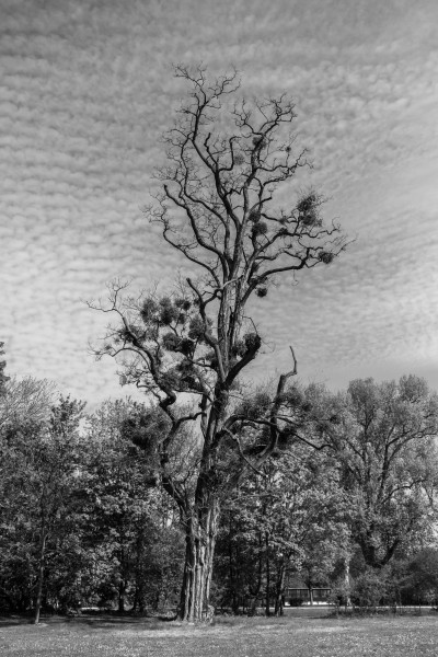 Baum mit Misteln im Schlosspark Biebrich sw