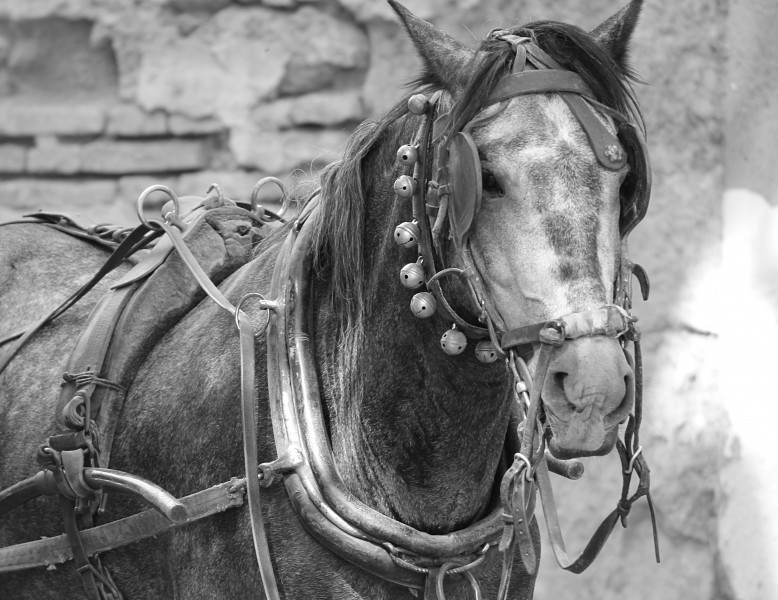 Cheval près de l'Alcazar (8281474903)