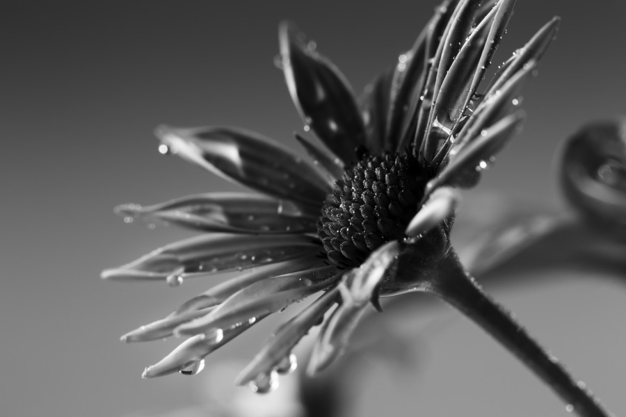 Damp (8331765183)