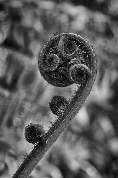 Frond (8079459167)