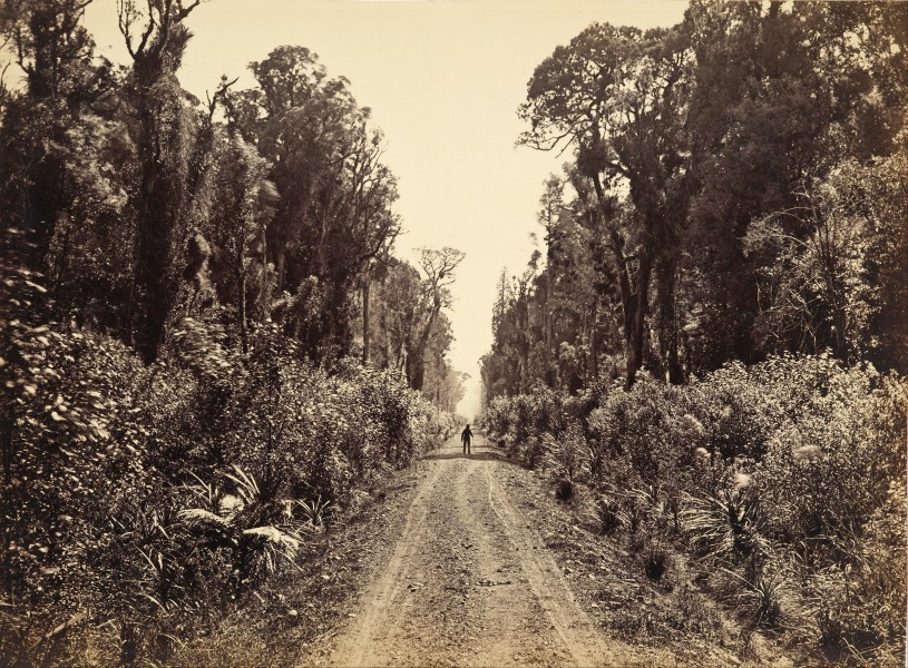 James Bragge - Five Mile Avenue, Forty Mile Bush - Google Art Project