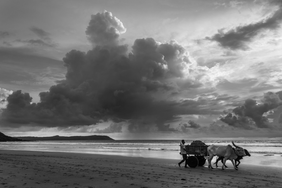 Life on a Beach