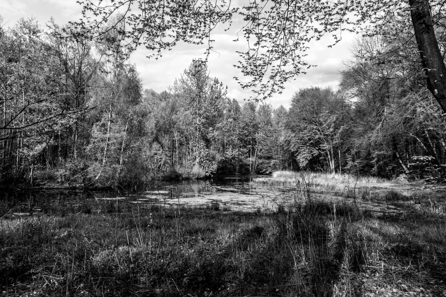 Münster, Wolbeck, Wolbecker Tiergarten, Naturwaldzelle -Teppes Viertel- -- 2014 -- 7084-2