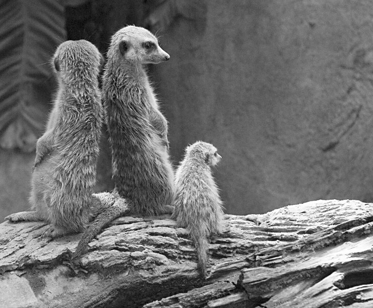 Meerkat (Suricata suricatta), Singapore Zoo - 20060422-02