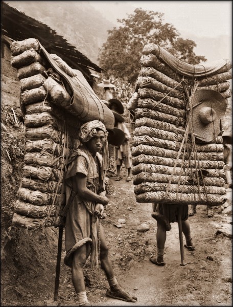 Men Laden With Tea, Sichuan Sheng, China 1908 Ernest H. Wilson RESTORED