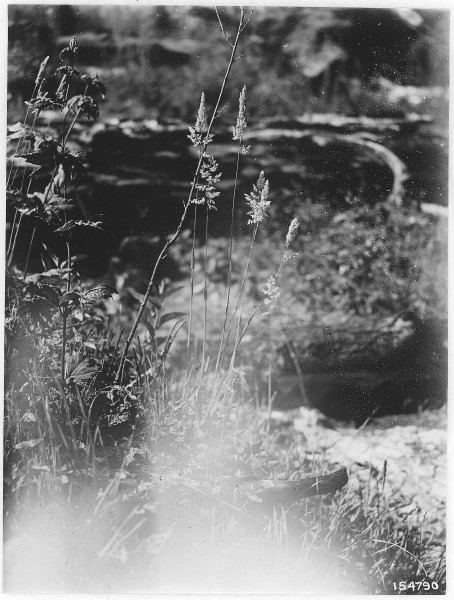 Notholcus Lanatus (Velvet Grass), Detroit, or, Santiam, 1920. - NARA - 299115
