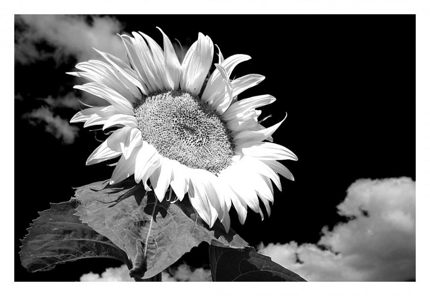 Sunflower (15450208703)