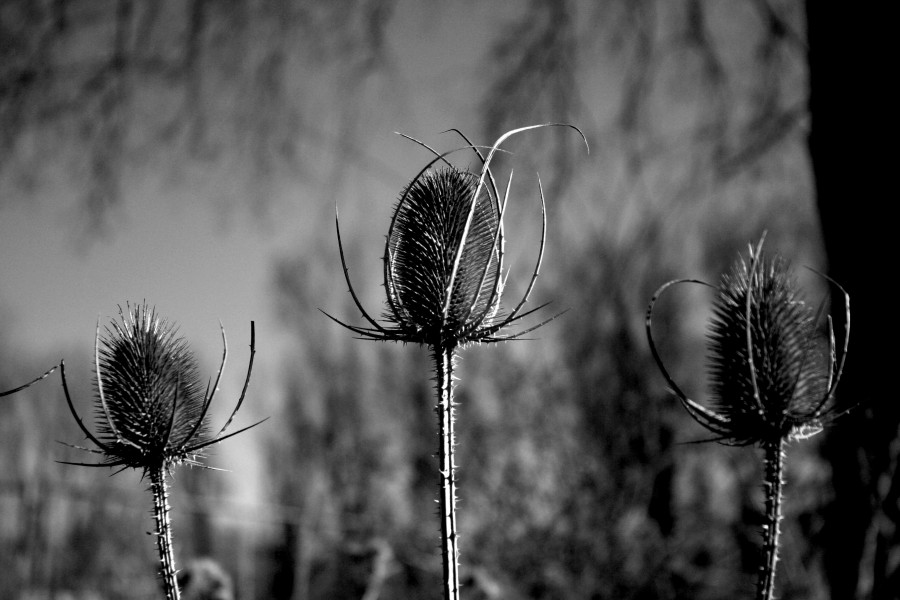 Three Holy Kings - panoramio