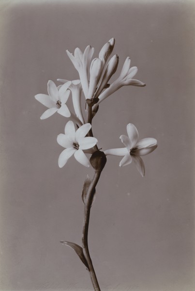Tuberose 1900