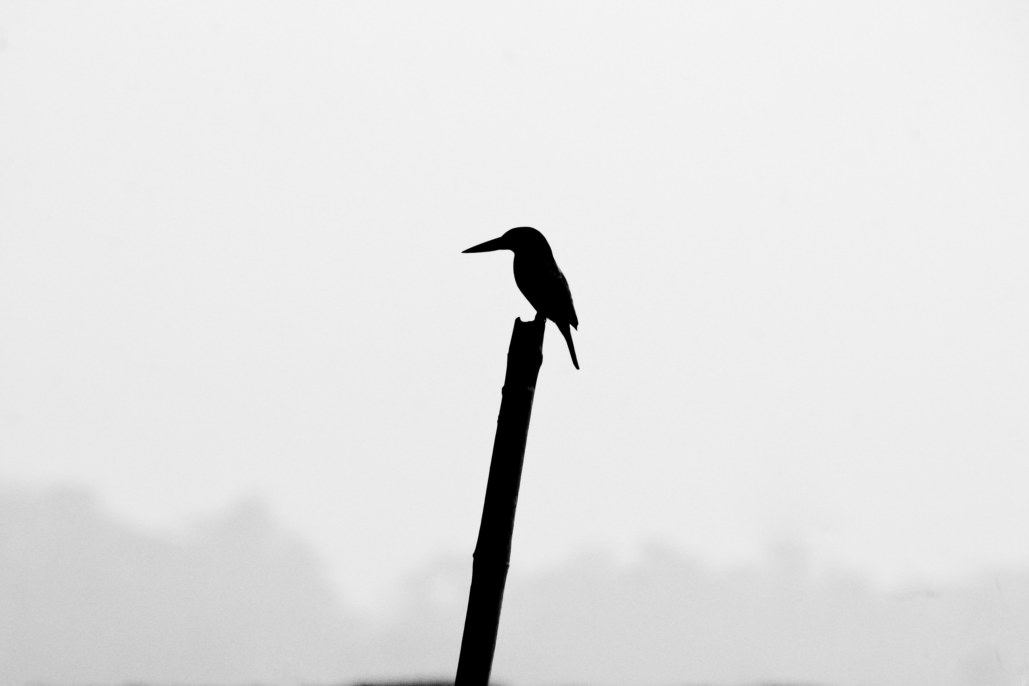Silhouetted (7180388436)