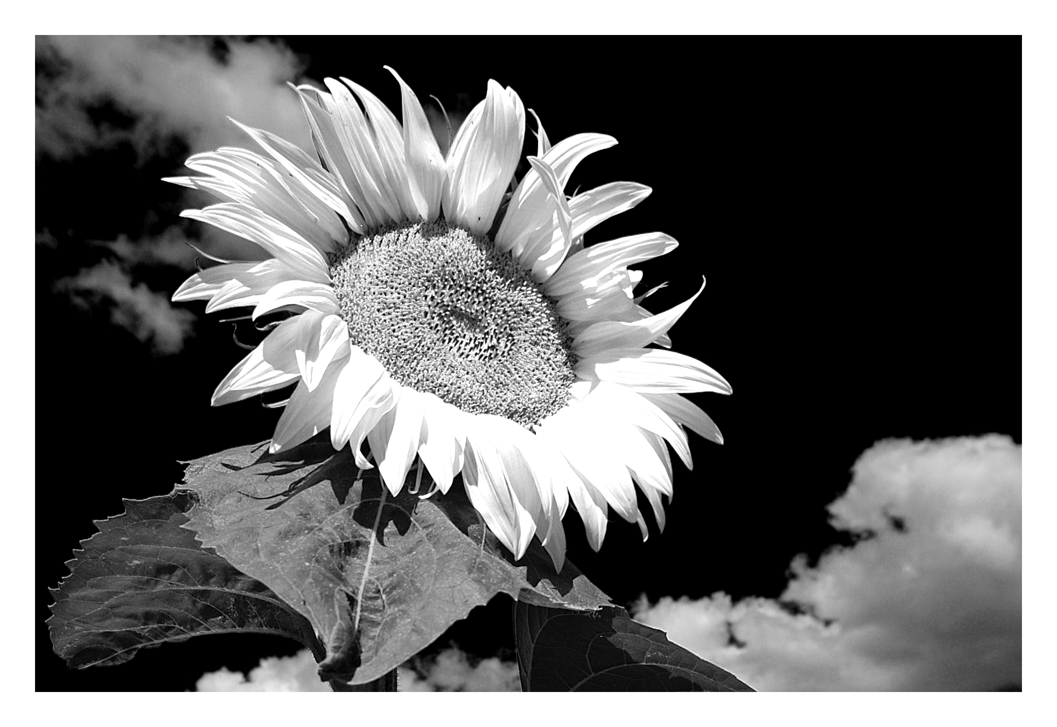 Sunflower (15450208703)