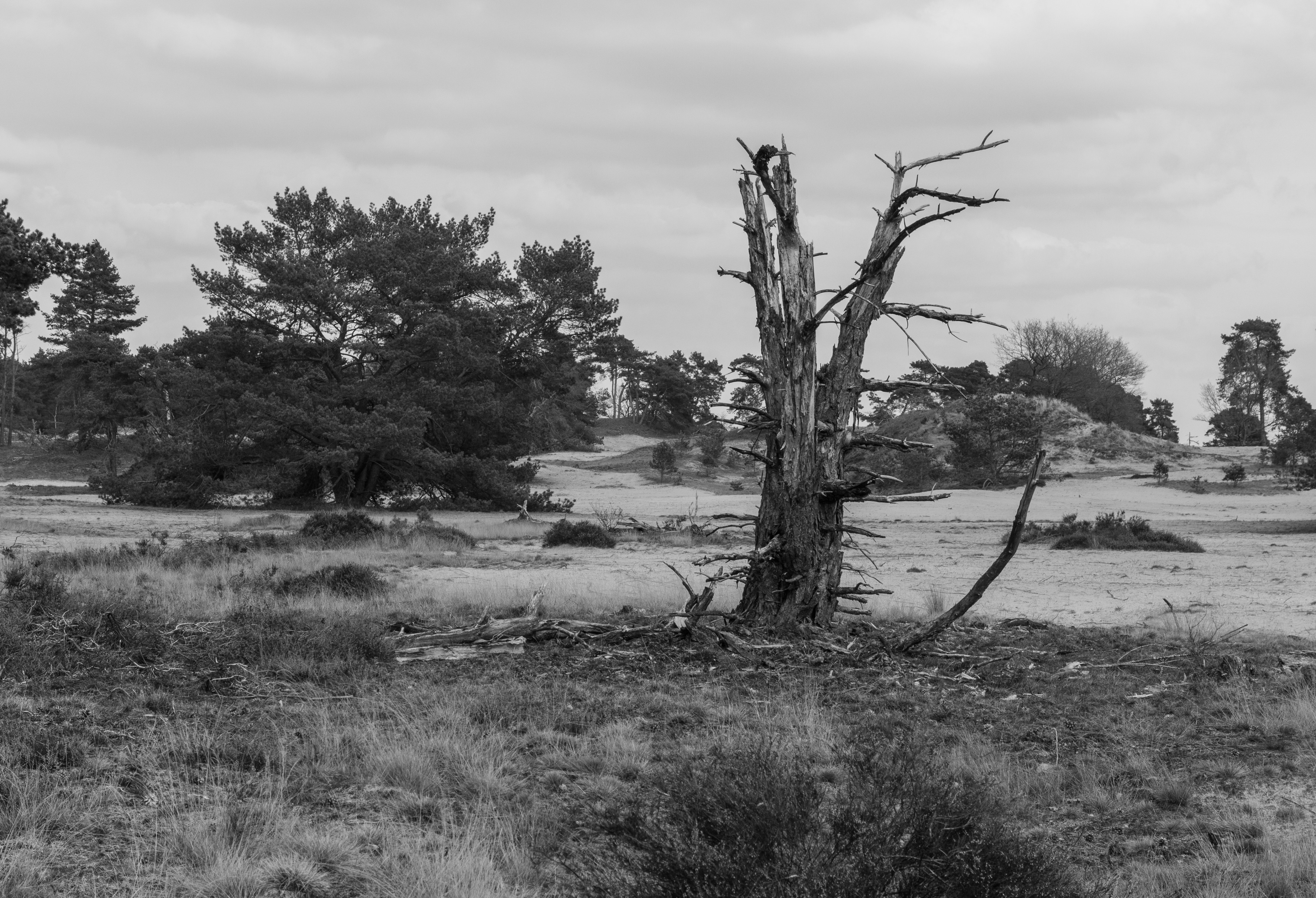 Wandeling over het Hulshorsterzand 32