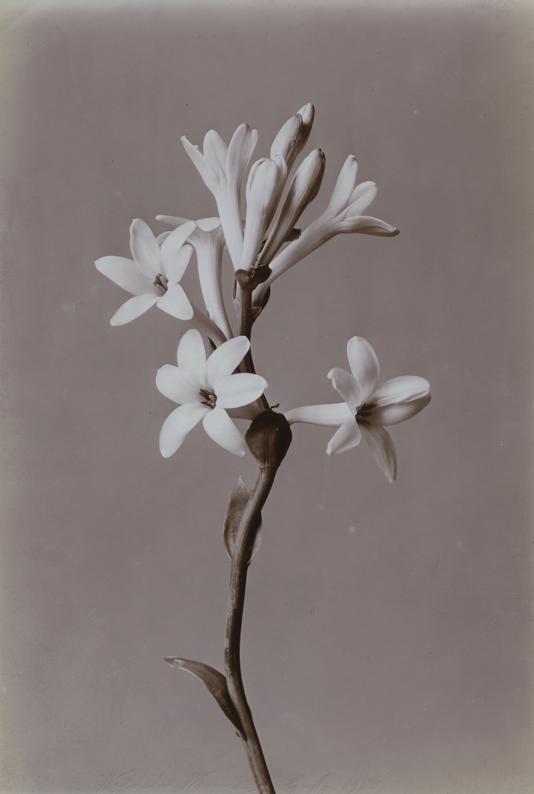 Tuberose 1900