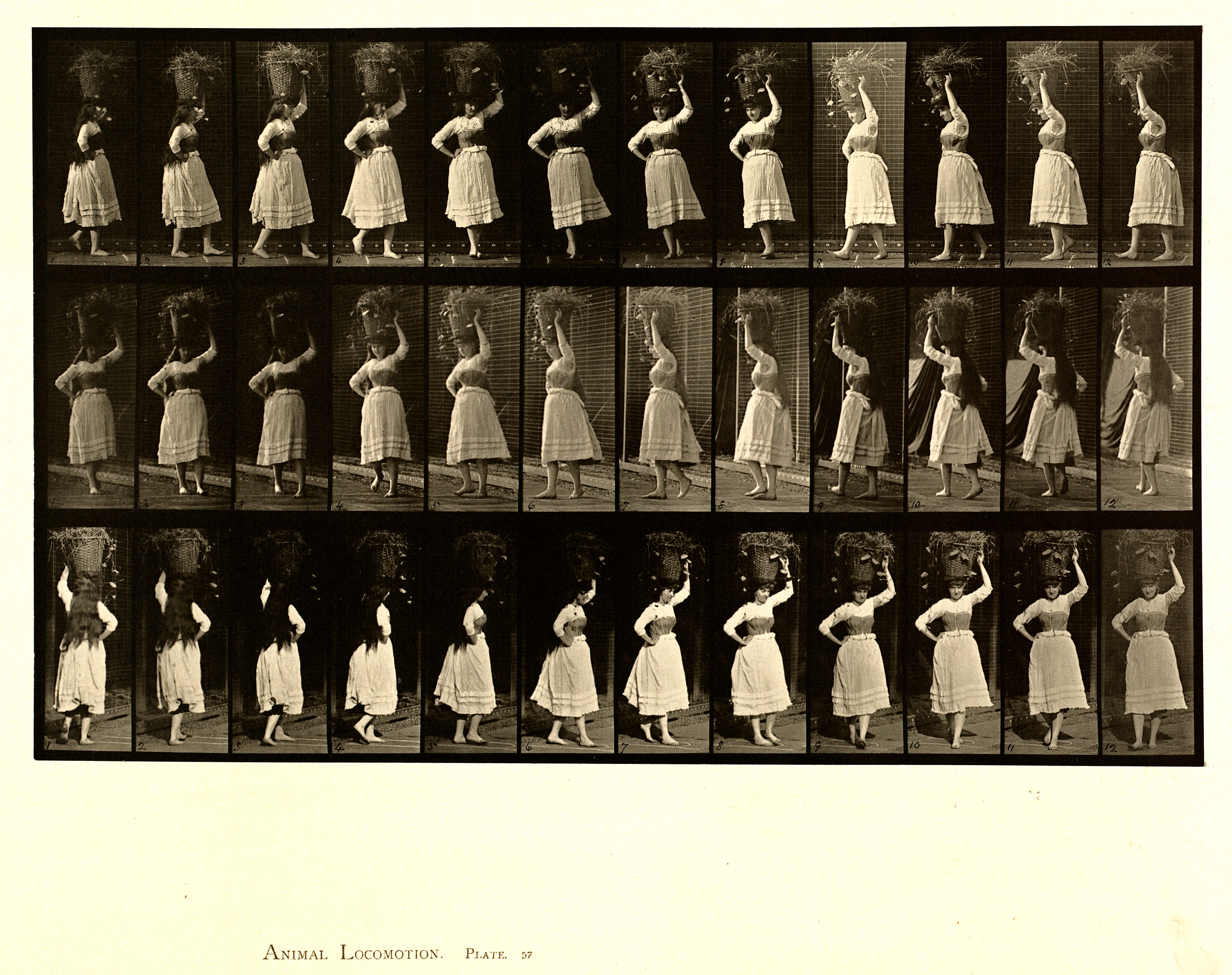 Animal locomotion. Plate 57 (Boston Public Library)