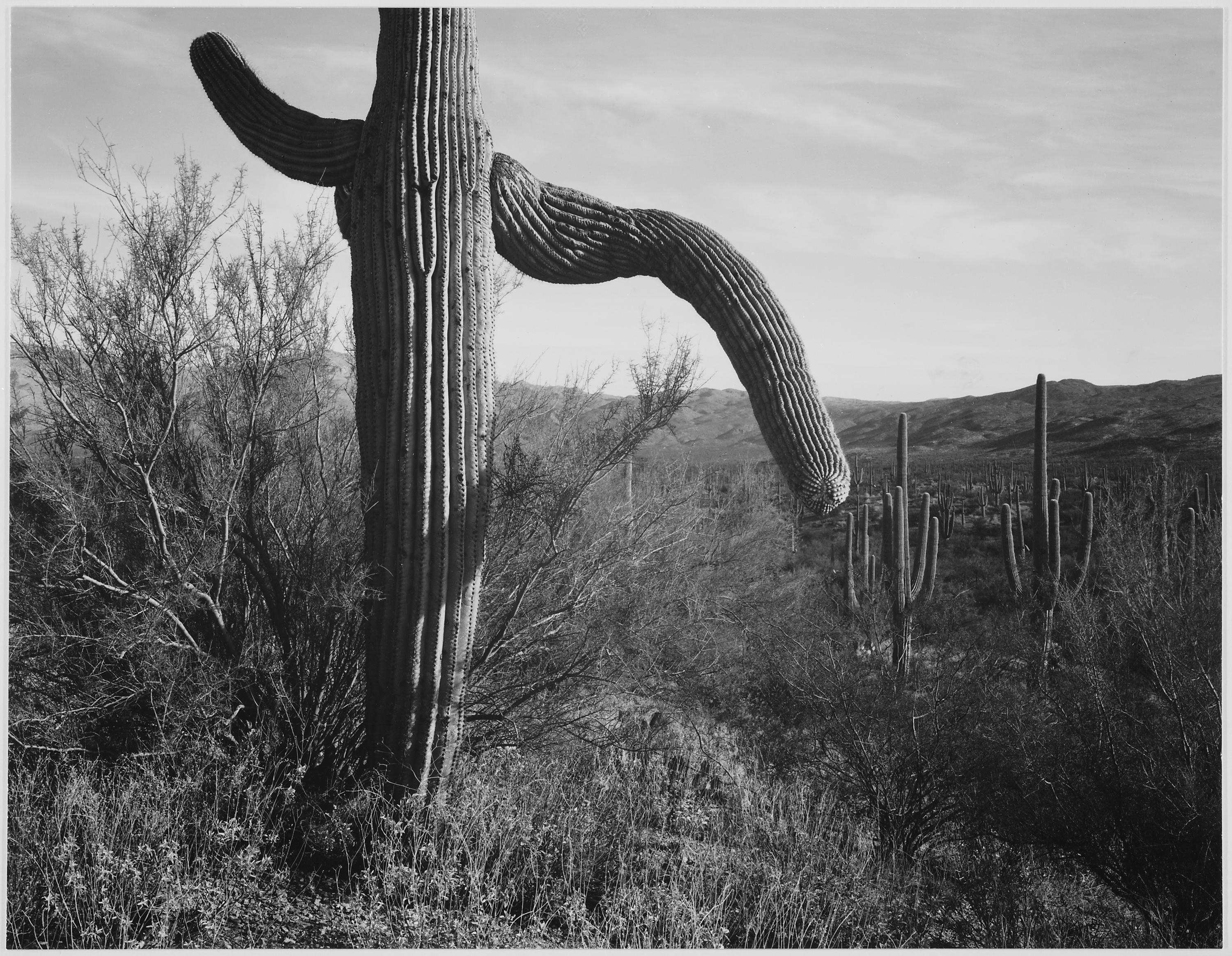 Ansel Adams - National Archives 79-AA-N06