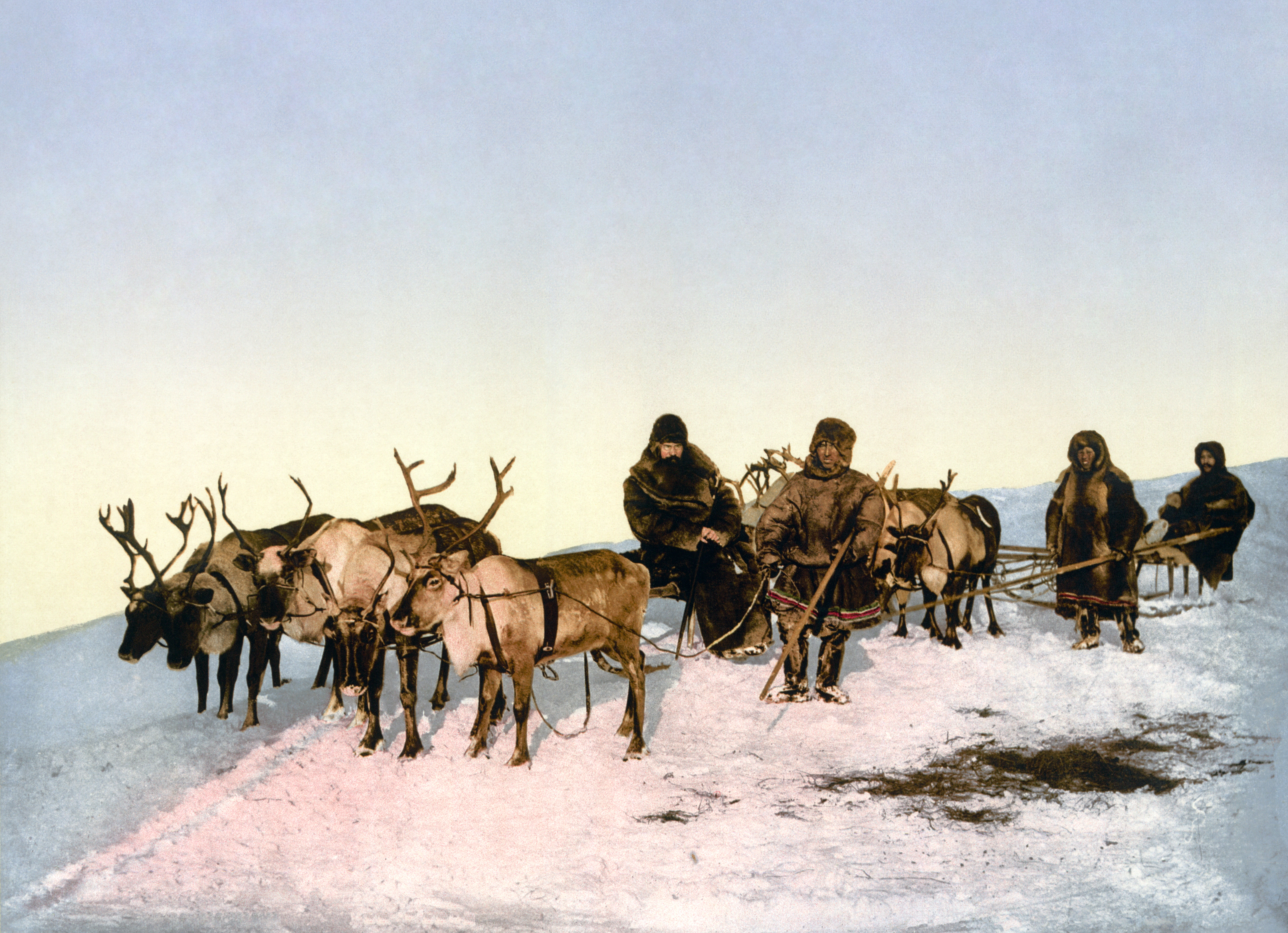 traveling by reindeer in Arkhangelsk gubernia, Russia