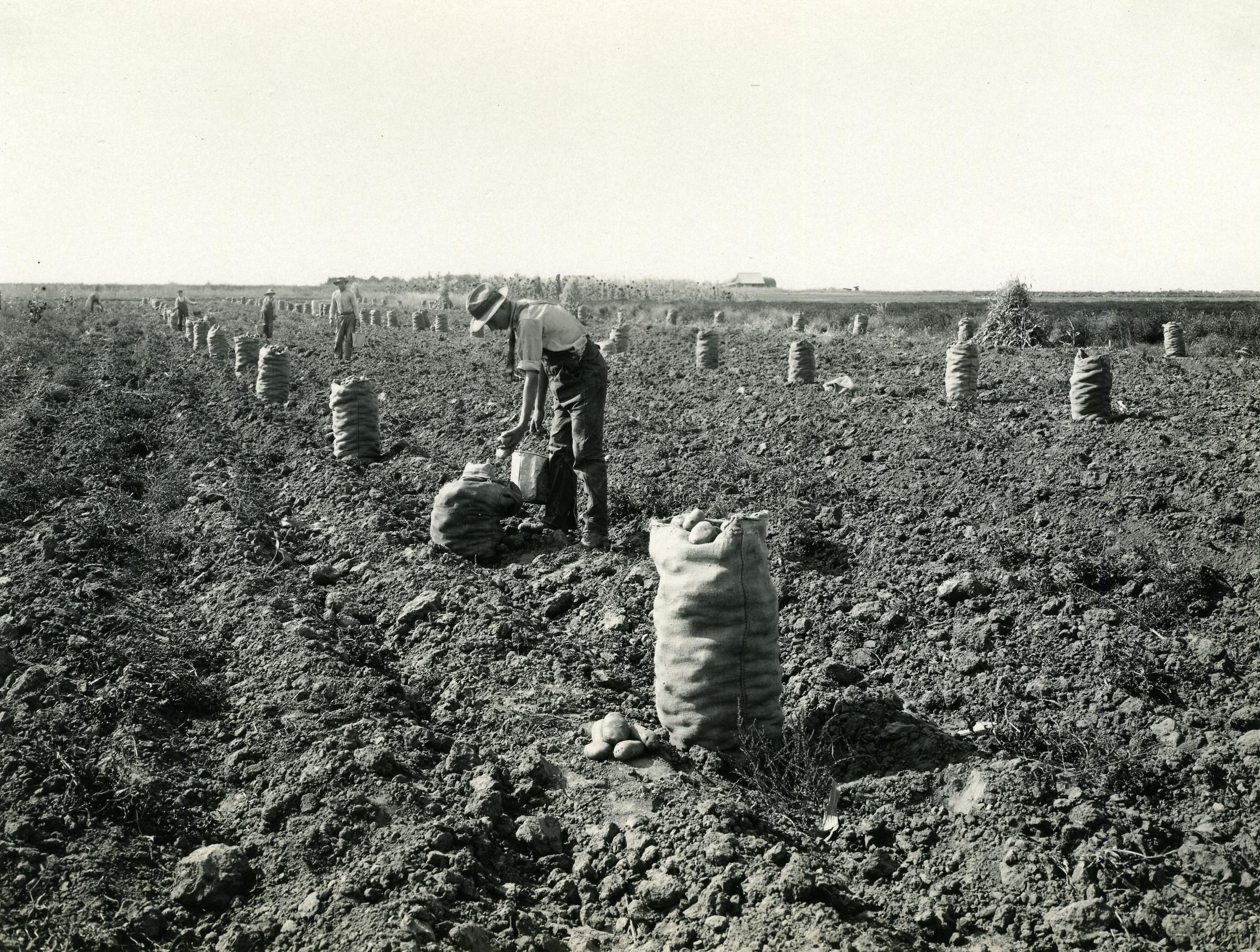 Boise Valley potato harvest