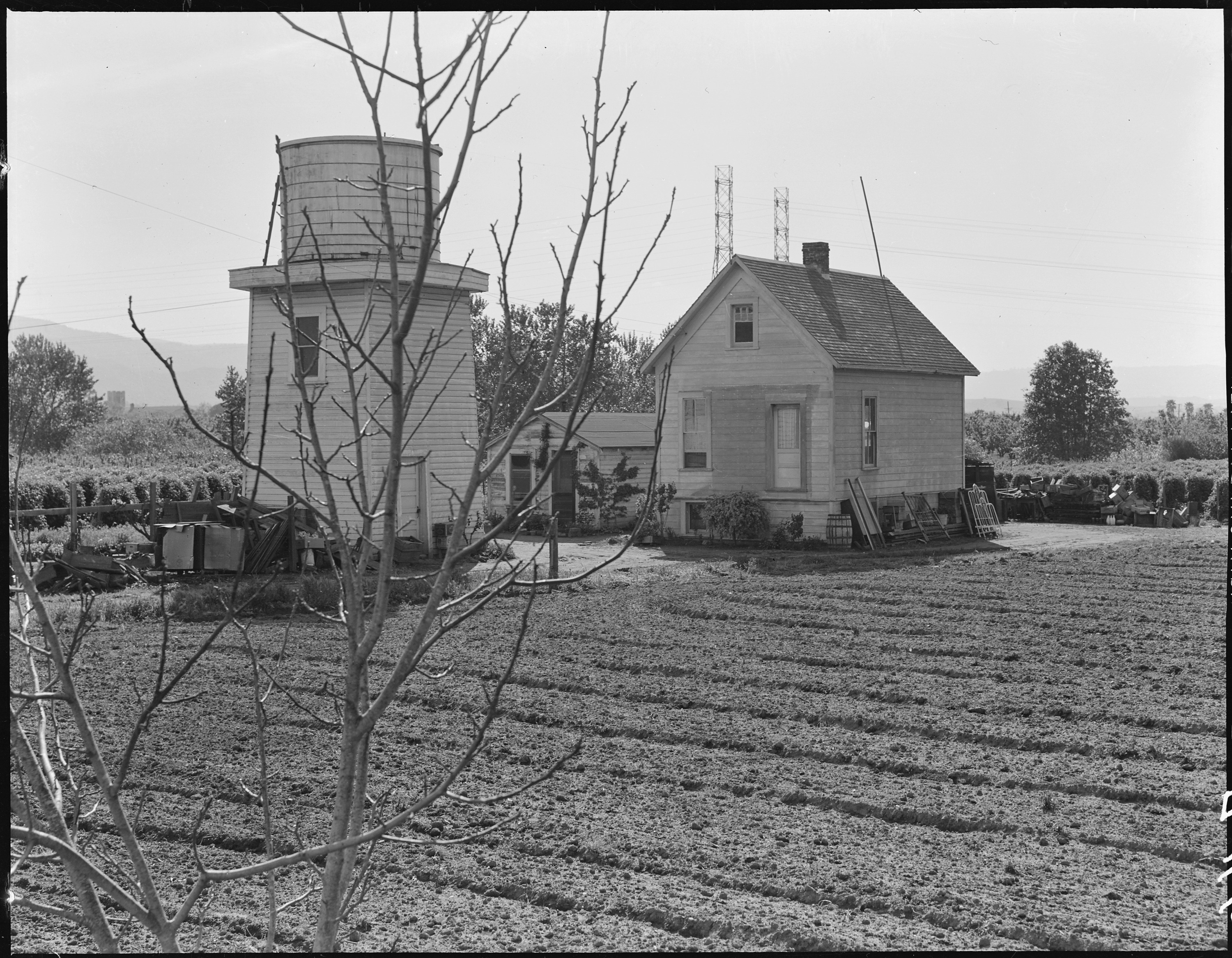 Centerville, California. Japanese- owned loganberry farm. The family are preparing to evacuate. T . . . - NARA - 536023