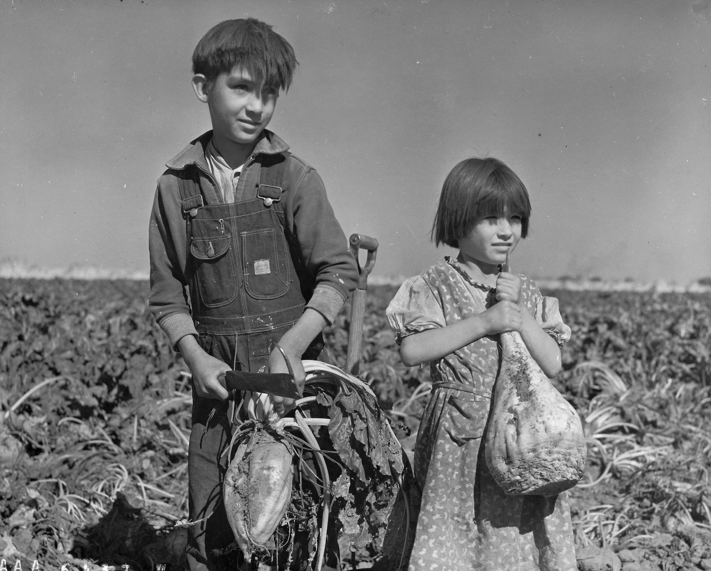 Children and Sugar beets Nebraska 1940