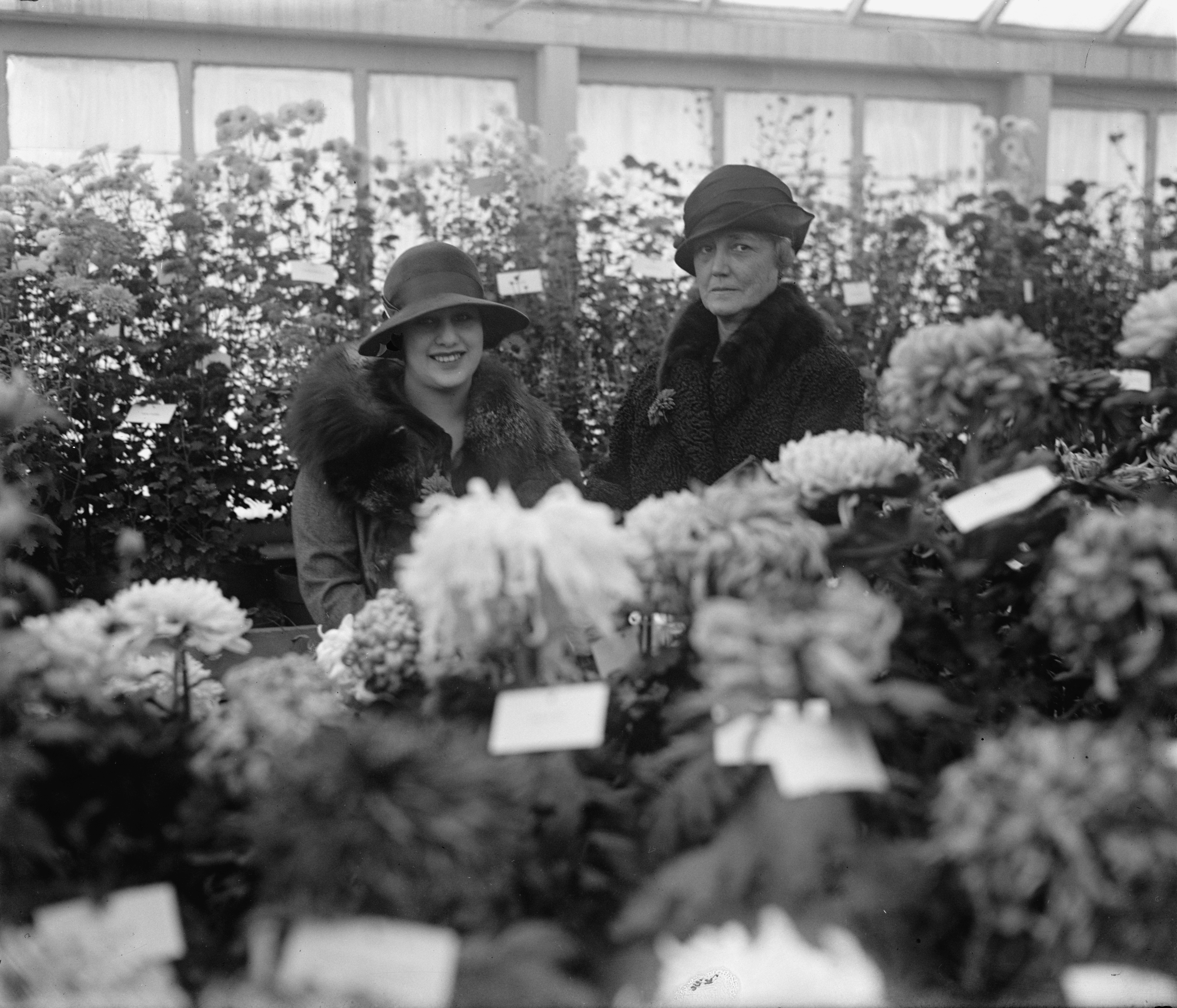 Chrysanthemum show, 1925 Nov 5. (5)