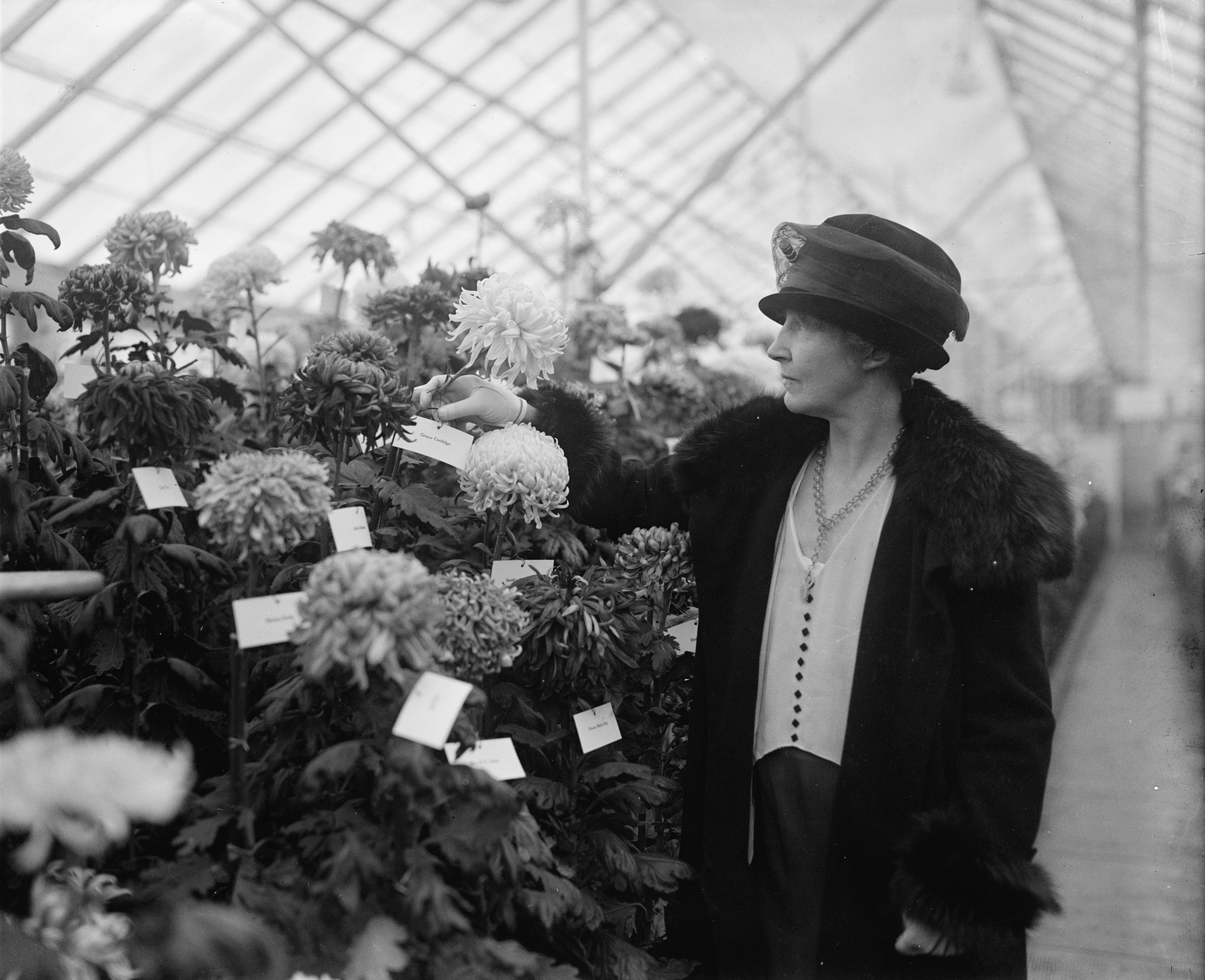 Chrysanthemum show, 1925 Nov 5. (8)