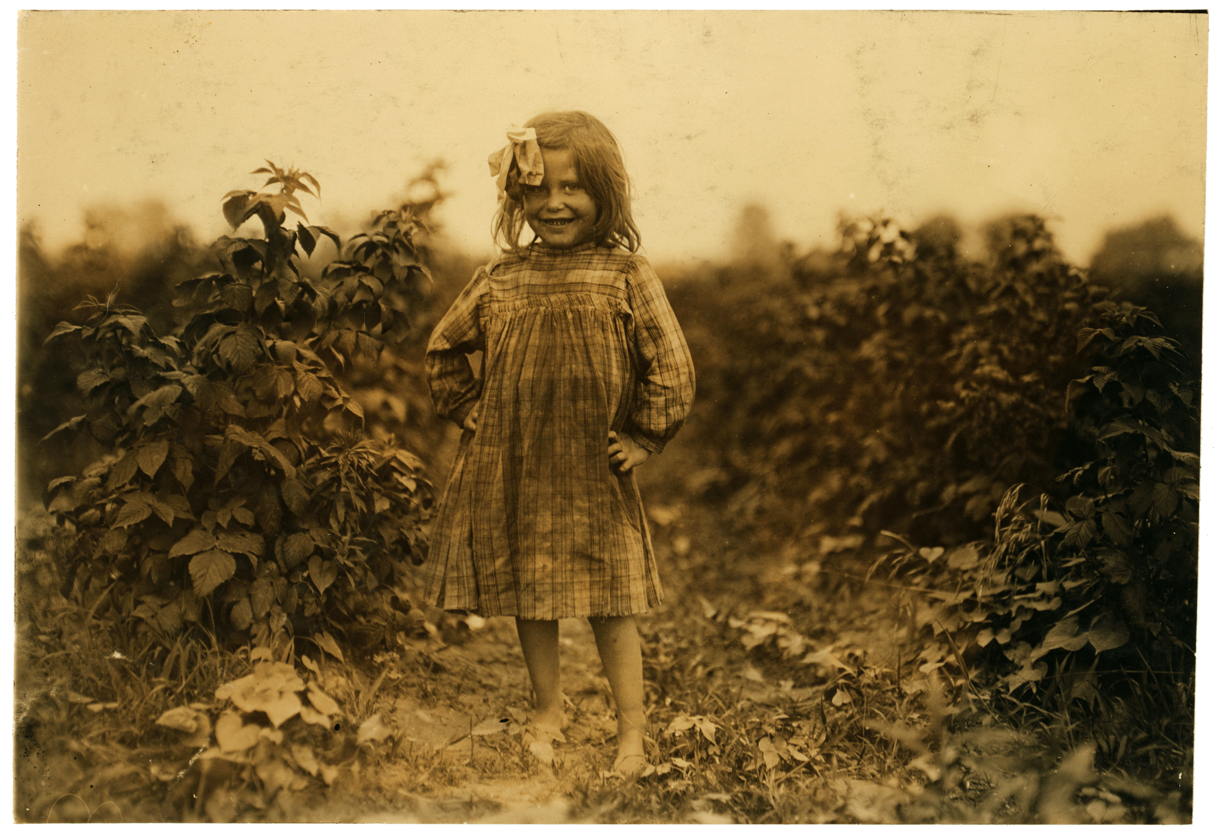 Lewis Hine, Laura Petty, a 6 year old berry picker on Jenkins farm, Rock Creek, Maryland, 1909
