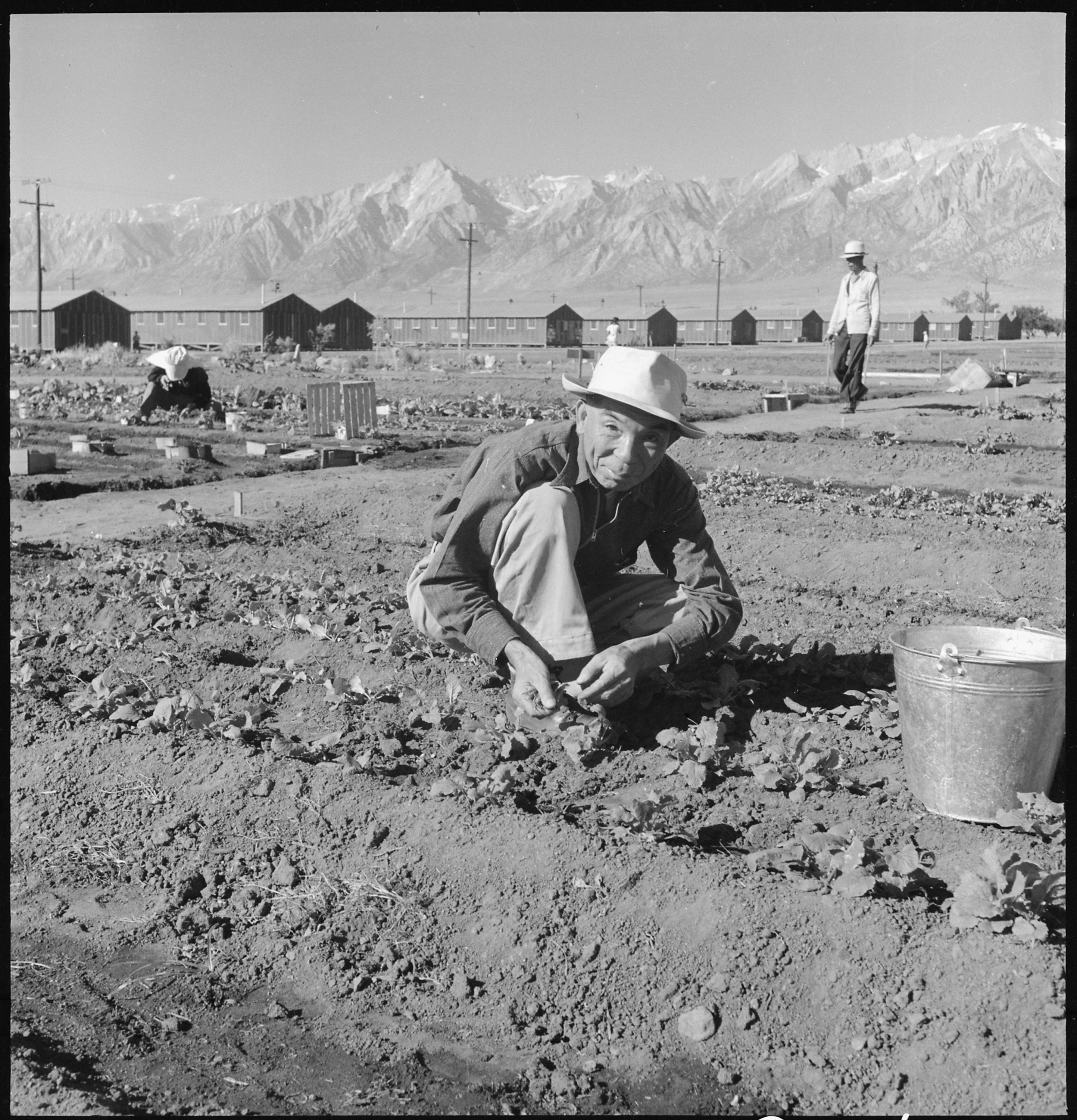 Manzanar Relocation Center, Manzanar, California. Evacuees of Japanese ancestry are growing flouris . . . - NARA - 537981