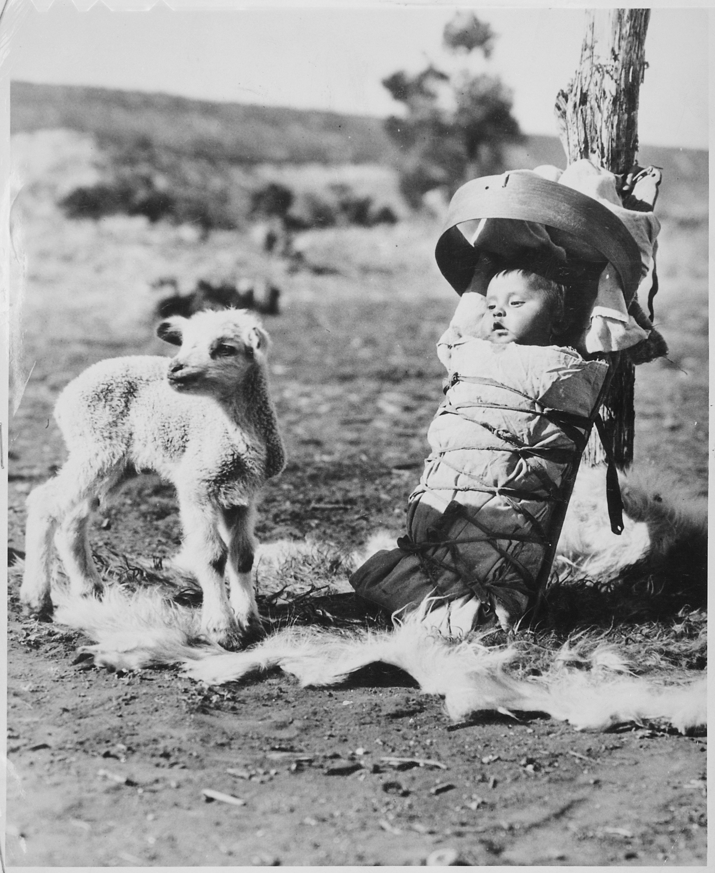 Navajo papoose on a cradleboard with a lamb approaching, Window Rock, Arizona, 1936 - NARA - 519160