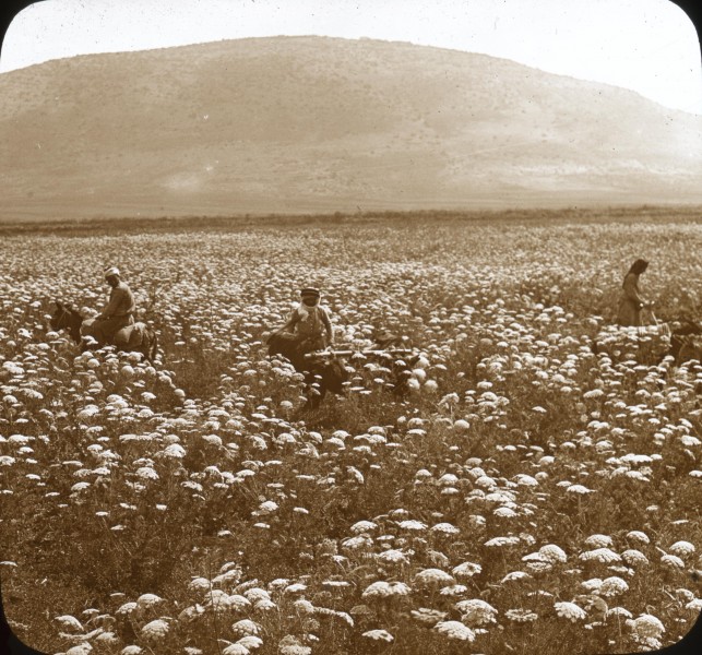 A Field of Flowers and Mount Tabor (4879702948)