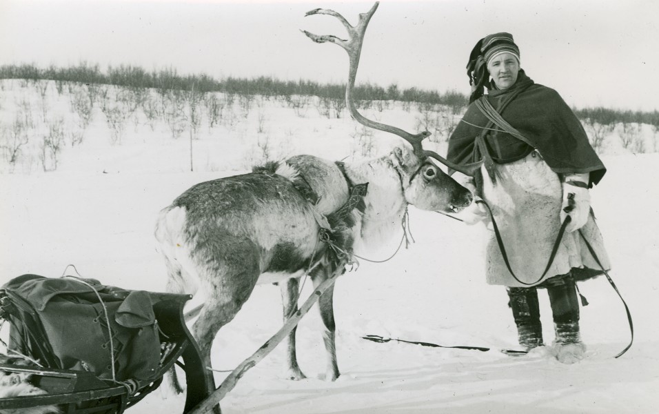 A man holds a reindeer with a sled. Winter, Finnmarksvidda