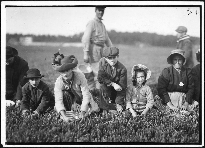 Annette Roy, the youngest worker, 7 years old. Picked last summer. Also Napoleon Ruel, 9 years old. South Carver, Mass. - NARA - 523468