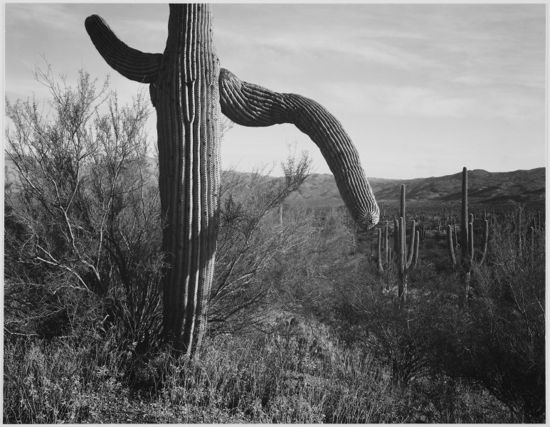 Ansel Adams - National Archives 79-AA-N06