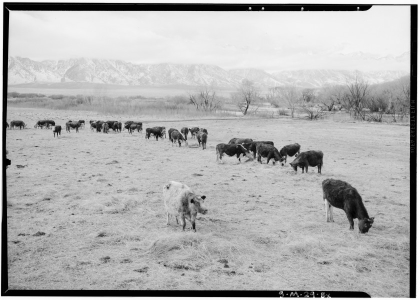 Ansel Adams Manzanar - Cattle in South Farm, Manzanar Relocation Center, - LOC ppprs-00228