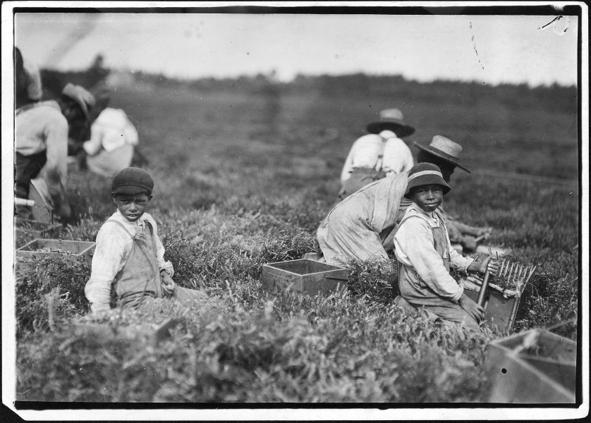 Arthur Fernande, said 8 years old, picking cranberries by hand, and brother Charlie said he was 9 picking with a... - NARA - 523463