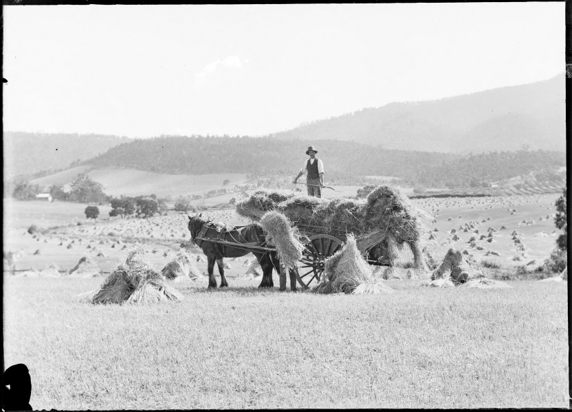 Bailing hay onto horse and cart, Tasmania (c1900s) (31995606743)