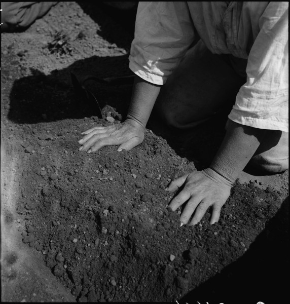 Centerville, California. Hands of woman farm- worker preparing soil for transplanting tomato plants . . . - NARA - 537591