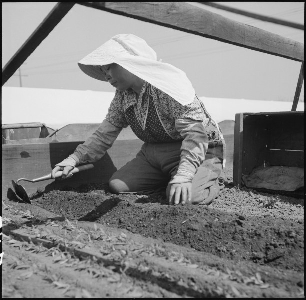 Centerville, California. Transplanting tomato plants in a section where, before evacuation, ranches . . . - NARA - 536024